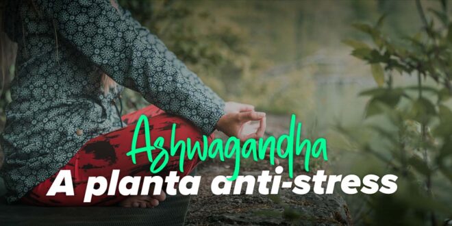 Propriedades da ashwagandha e a sua relação com a testosterona