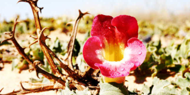 Devil’s Claw – Propriedades e Benefícios da Garra do Diabo Devil’s Claw – Propriedades e Benefícios da Garra do Diabo