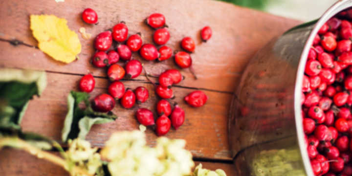 caracteristicas rosa mosqueta caracteristicas rosa mosqueta