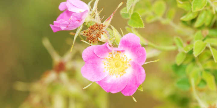 flor de rosa mosqueta flor de rosa mosqueta