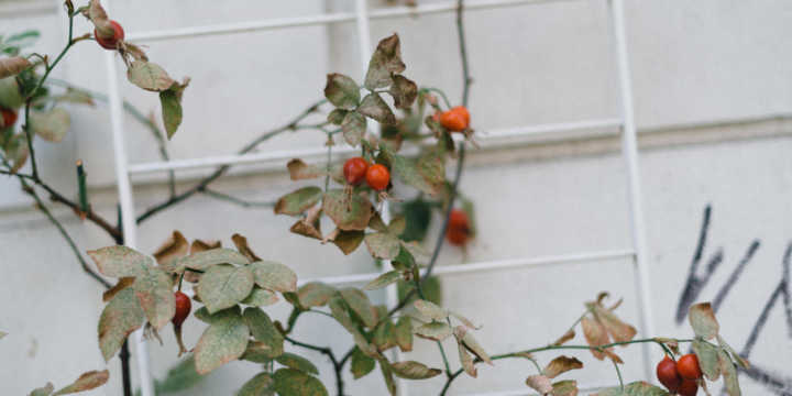 fruto de rosa mosqueta fruto de rosa mosqueta