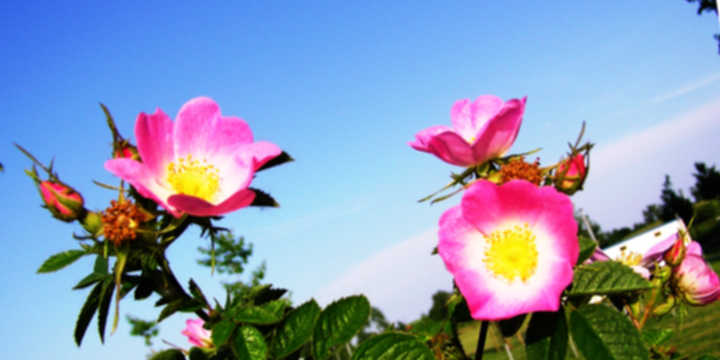 oleo essencial rosa mosqueta oleo essencial rosa mosqueta