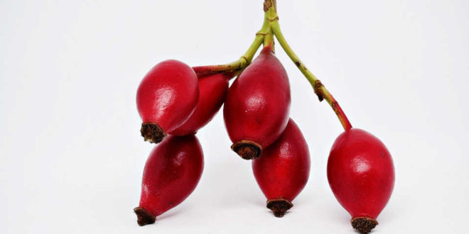 Rosa Mosqueta – Um universo de virtudes Rosa Mosqueta – Um universo de virtudes