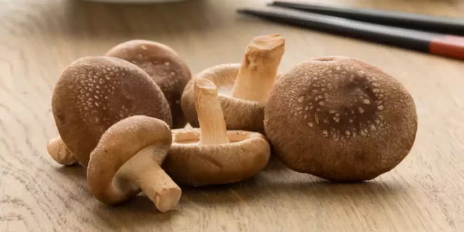 Fungo Shiitake: Propriedades, Benefícios e Contraindicações Fungo Shiitake: Propriedades, Benefícios e Contraindicações