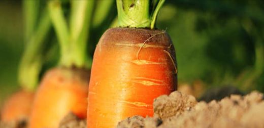 cenoura para os olhos