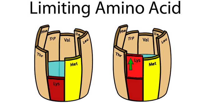aminoacidos veganos aminoacidos veganos