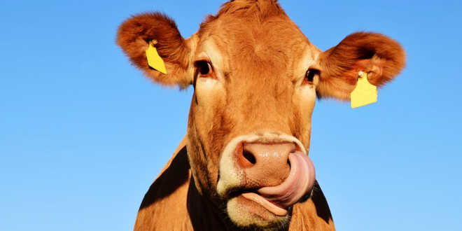 leite de coco vs vaca