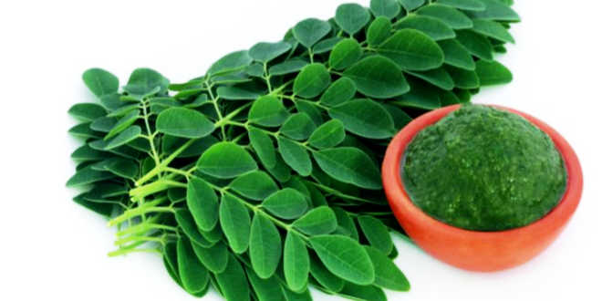 moringa natural utilização moringa natural utilização