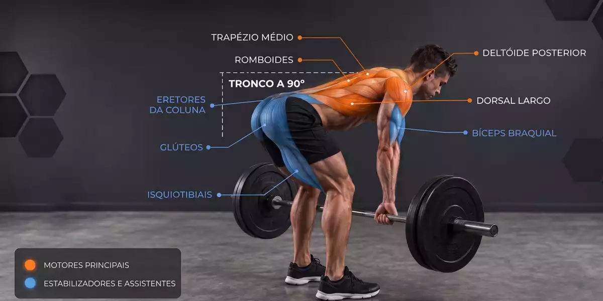 Músculos envolvidos no remo com barra