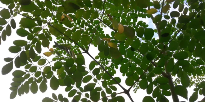 Moringa – Conhece as Propriedades da Árvore da Vida Moringa – Conhece as Propriedades da Árvore da Vida