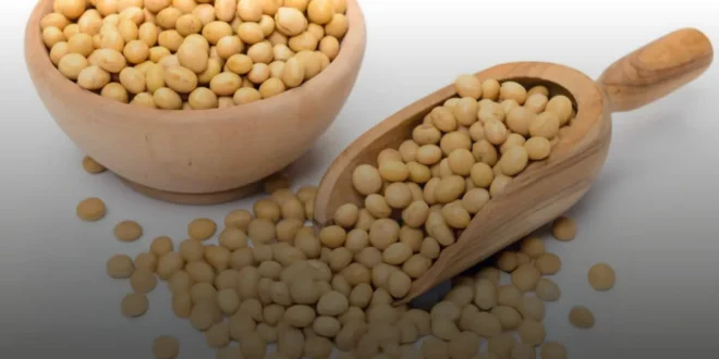 Lecitina de Soja – O complemento ideal contra o Colesterol Lecitina de Soja – O complemento ideal contra o Colesterol