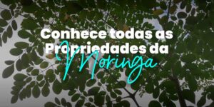 Moringa - Conhece as Propriedades da Árvore da Vida