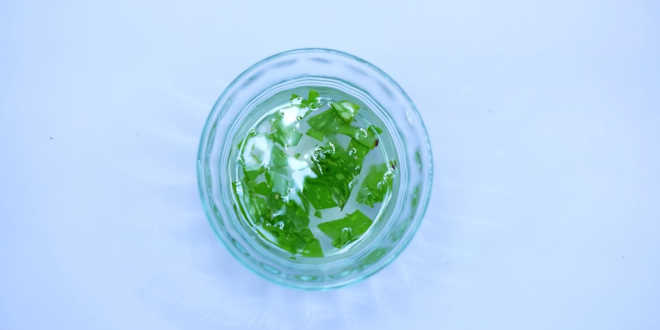 aloe dermatite aloe dermatite