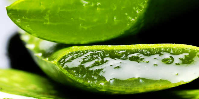 aloe vera gel aloe vera gel