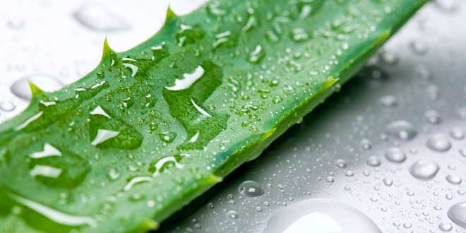 Aloe vera, a planta da saúde e da beleza Aloe vera, a planta da saúde e da beleza