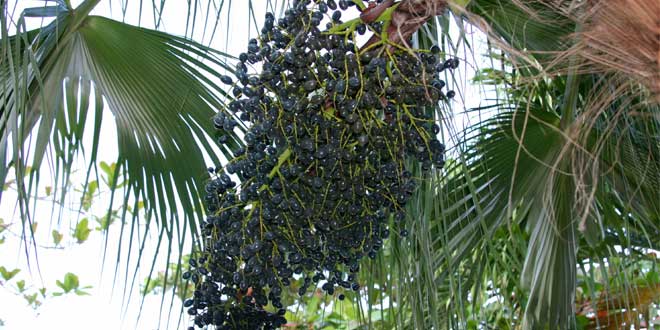 baga do açai baga do açai