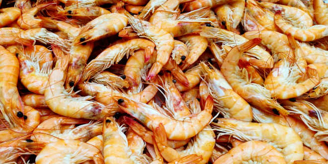 crustaceo quitodana crustaceo quitodana