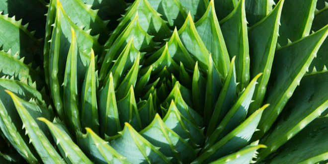 planta aloe... planta aloe...