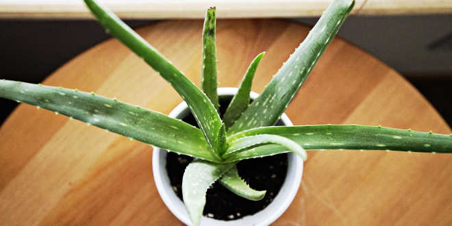 aloe vera roll on Eveline Cosmetics Organic Aloe + Collagen Moisturizing Eye Contour Modeling Roll-On 15ml