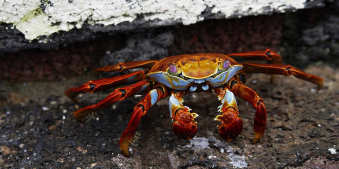 procedencia quitosana procedencia quitosana