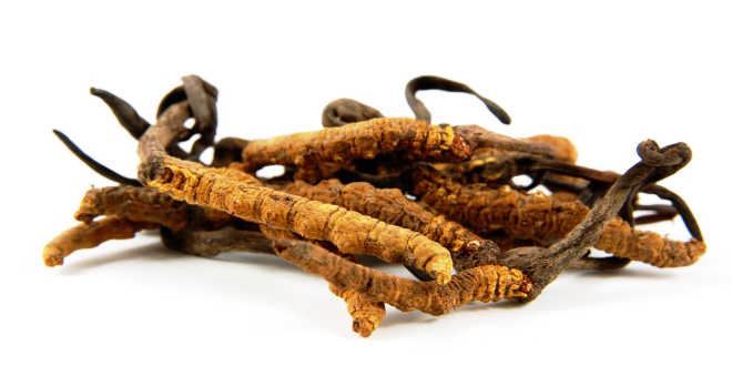 natural na dieta cordocyps