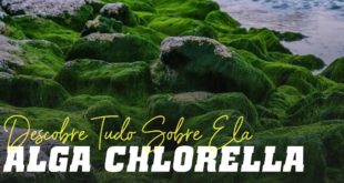 Alga chlorella