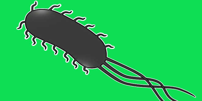 bateria escherichia coli