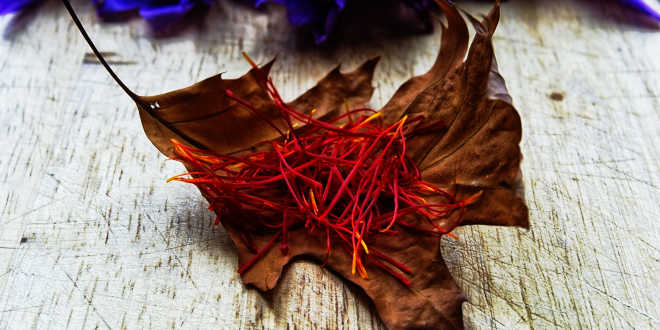 bulbo açafrão crocus sativus bulbo açafrão crocus sativus