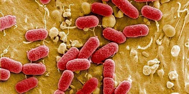 colostro antibacteria