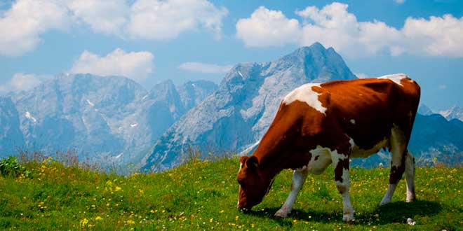 colostro vacas pasto