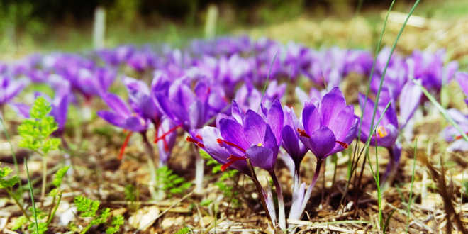 cultivo açafrão crocus sativa cultivo açafrão crocus sativa