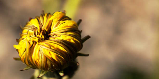 dente-de-leão aberto