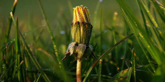 dente-de-leão fechados
