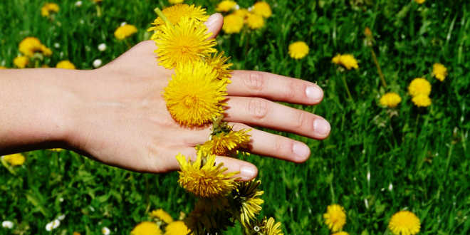 dente-de-leão verrugas