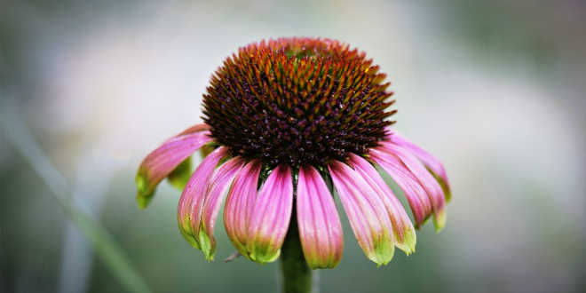 echinacea cor de rosa