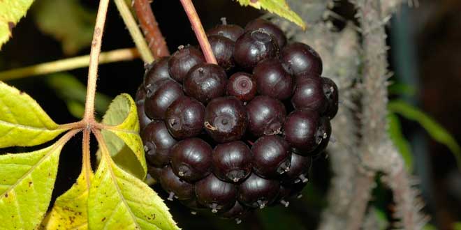 eleutherococcus senticosus