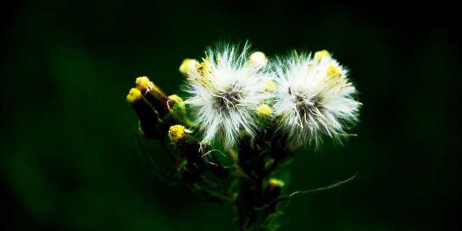 flor aberta dente-de-leão