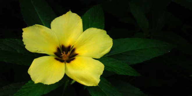 flor amarela damiana flor amarela damiana