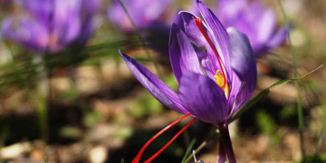 Açafrão crocus sativus – Regula a função imune com este ingrediente natural Açafrão crocus sativus – Regula a função imune com este ingrediente natural