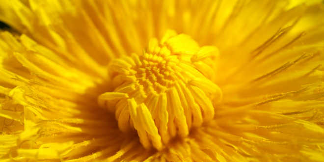 Dente-de-Leão – Descobrimos suas inumeráveis contribuições para o organismo