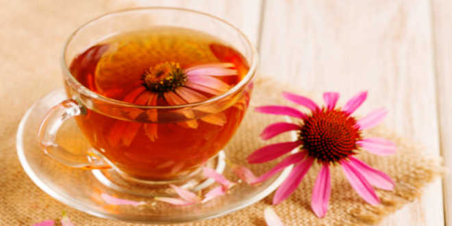 infusão echinacea
