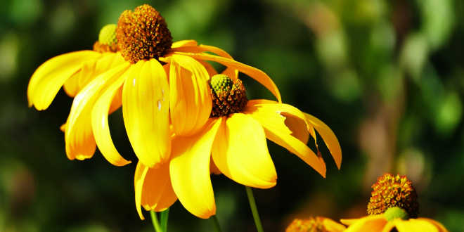 Echinacea – Protege de forma natural o teu sistema imunológico