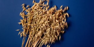 Funções e propriedades da Avena sativa na saúde