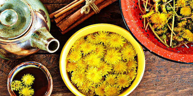 tisana dente-de-leão