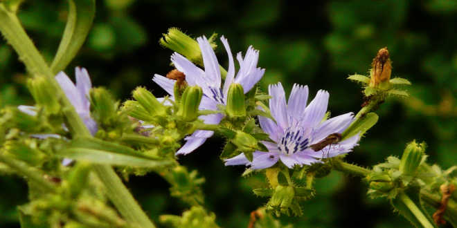 achicoria origem inulina