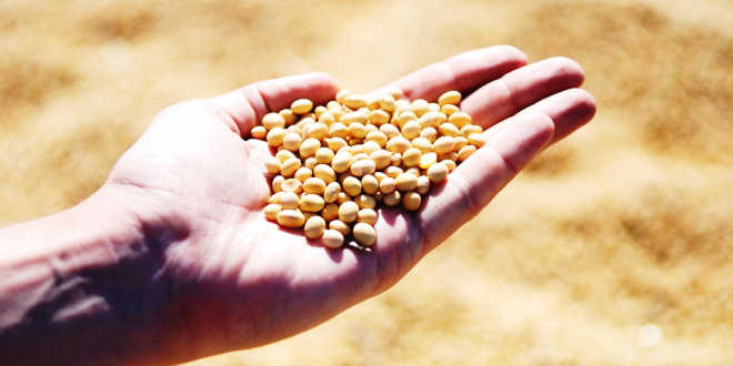 de onde procede soja