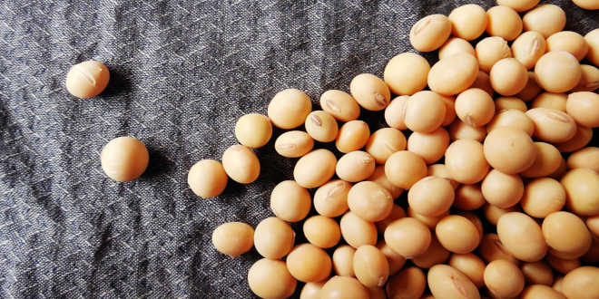 Isoflavonas de soja – Um remédio natural para a menopausa