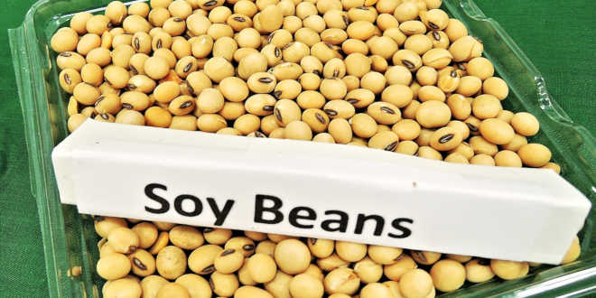 isoflavonas de soja menopausa