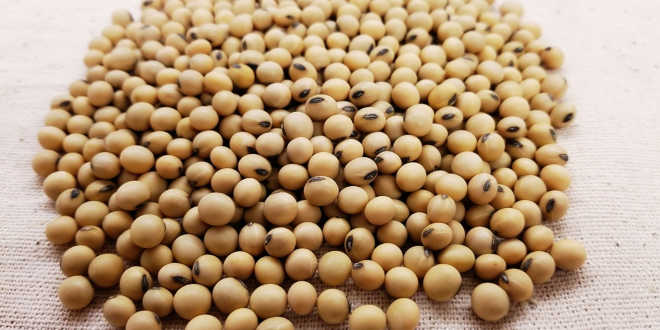 o que são isoflavonas de soja