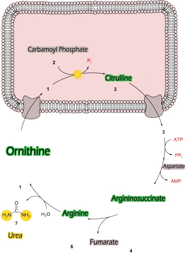 ornitina ornitica